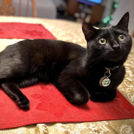 A healthy, adorable black cat laying on a red placemat which is on a beige table cloth looking up and to the right.